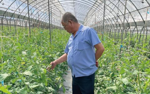 展鮮農產生技-全台最大的牛番茄供應商